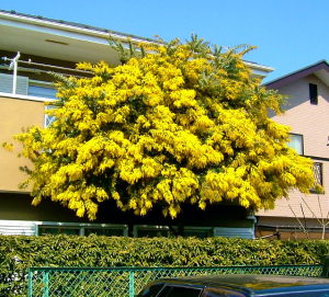 平塚南海岸ミモザの花 平塚南海岸ミモザの花